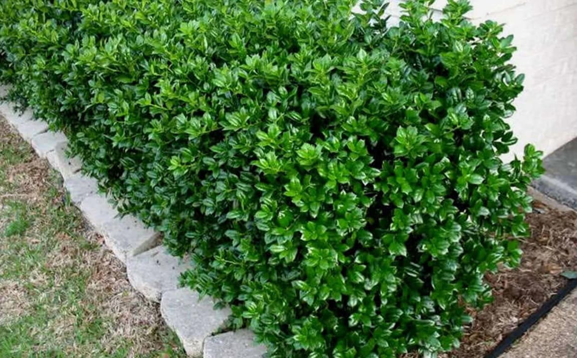 Burford Holly Tree/Shrub - 10-16" Tall Live Plant - Quart Pot - Holly Bush Seedling - Ilex Cornuta 'Burfordii'