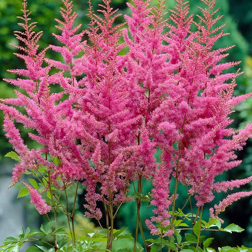 Votaniki America Astilbe Bare Root - Perennial Astilbe Plant, Long Lasting Blooms - Astilbe Bare Root for Planting | Easy to Grow, Perfect for Any Garden (1 Pack)