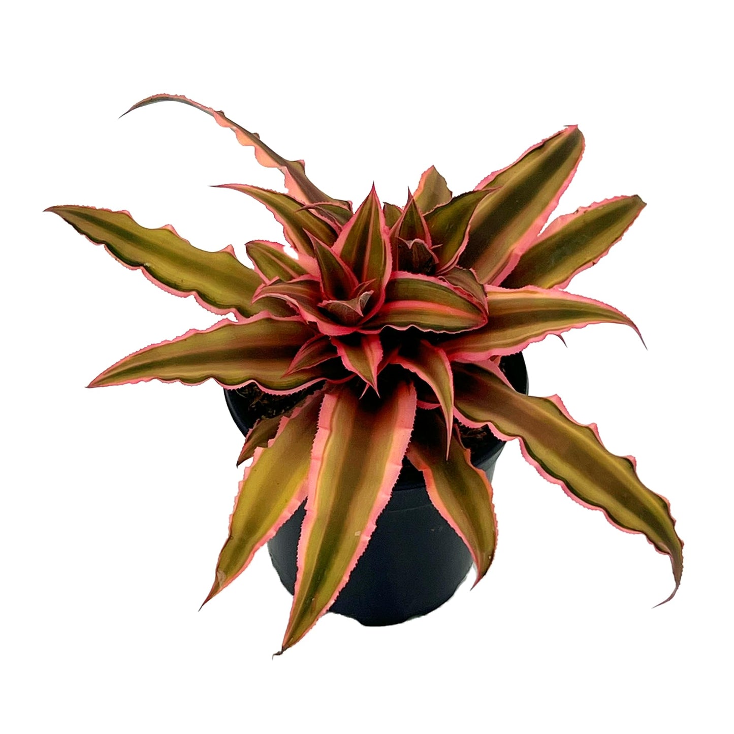 ragnaroc Live Plants – Cryptanthus ‘Pink Star‘, Jumbo 4-8" in 4" Pot - 1ct - Live Arrival Guaranteed - House Plants for Home Decor & Gift