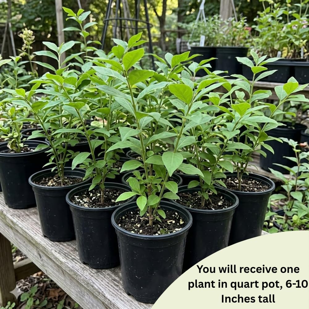 Red Burning Bush Shrub Live Plant, Dwarf Burning Bush Plant in Quart Pot, 6 to 10 Inches Height, Hardy Ornamental Shrubs for Outdoor Planting