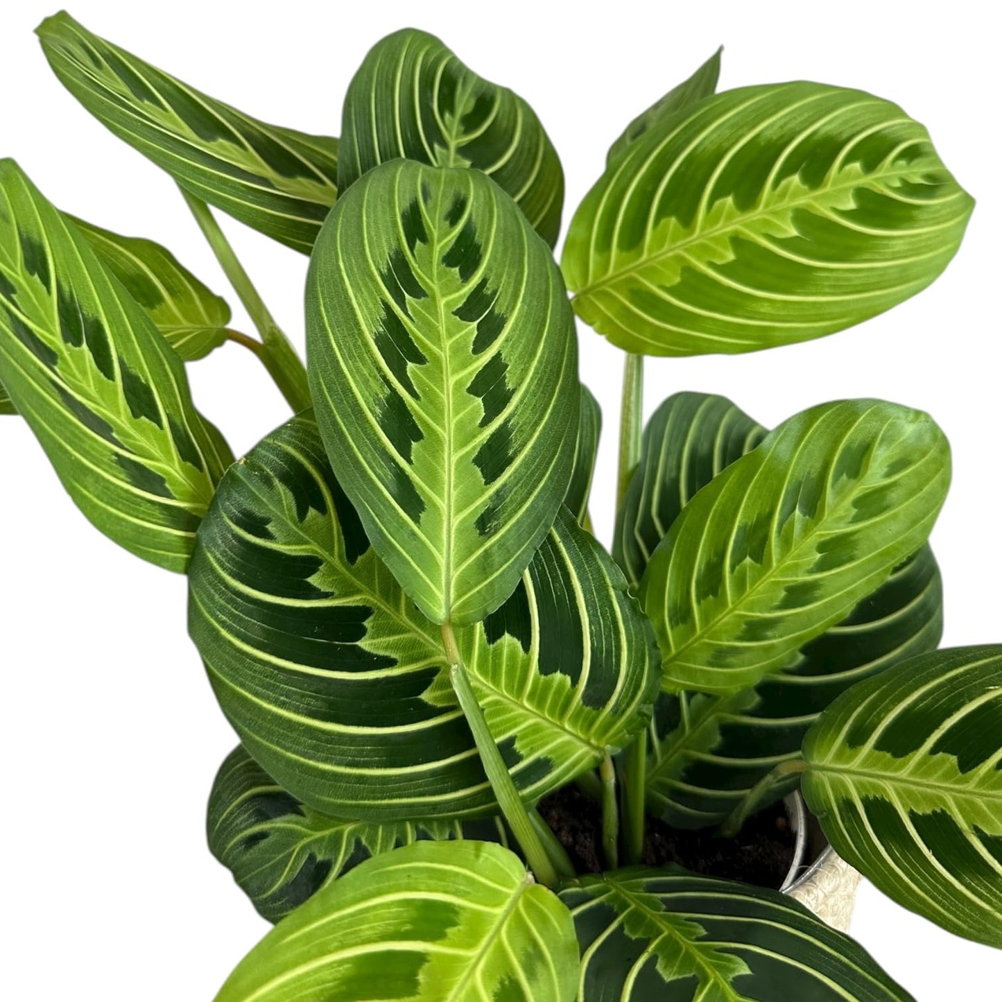 Live Plant, Lemon Lime Maranta Prayer Plant, Pet Friendly, Air Purifying Plant, Easy Care, Easy to Grow Live Indoor Plant, Houseplant, Rare Indoor Plant, Home Décor Pot (Jute Brown Assorted)