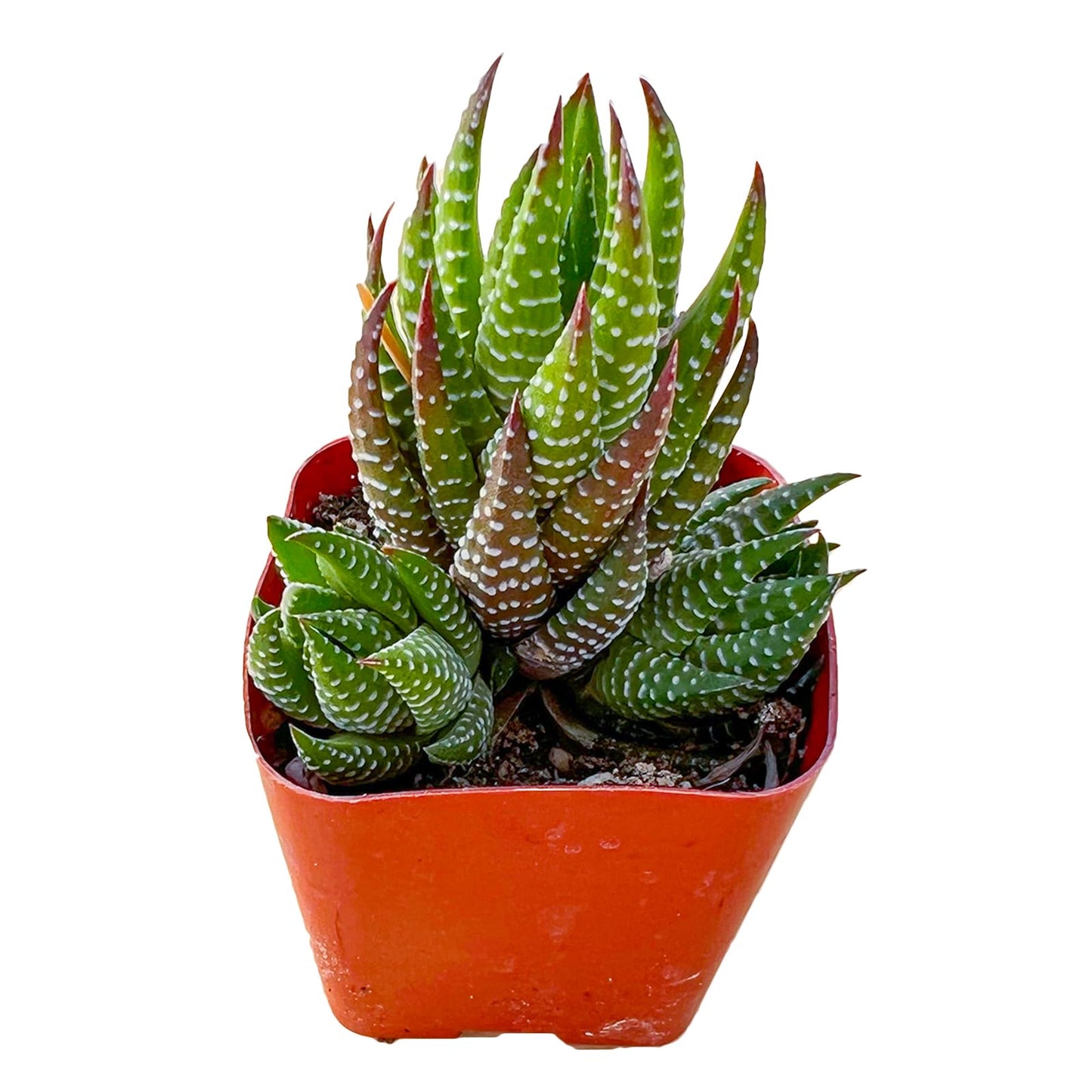 Sprout N Green Haworthia Collection, 3 Live Succulent Plant Fully Rooted in 2inch Starter Pot, Home Office Indoor Outdoor Wedding Decoration DIY Projects Party Favor, Pet-Friendly, Easy to Care