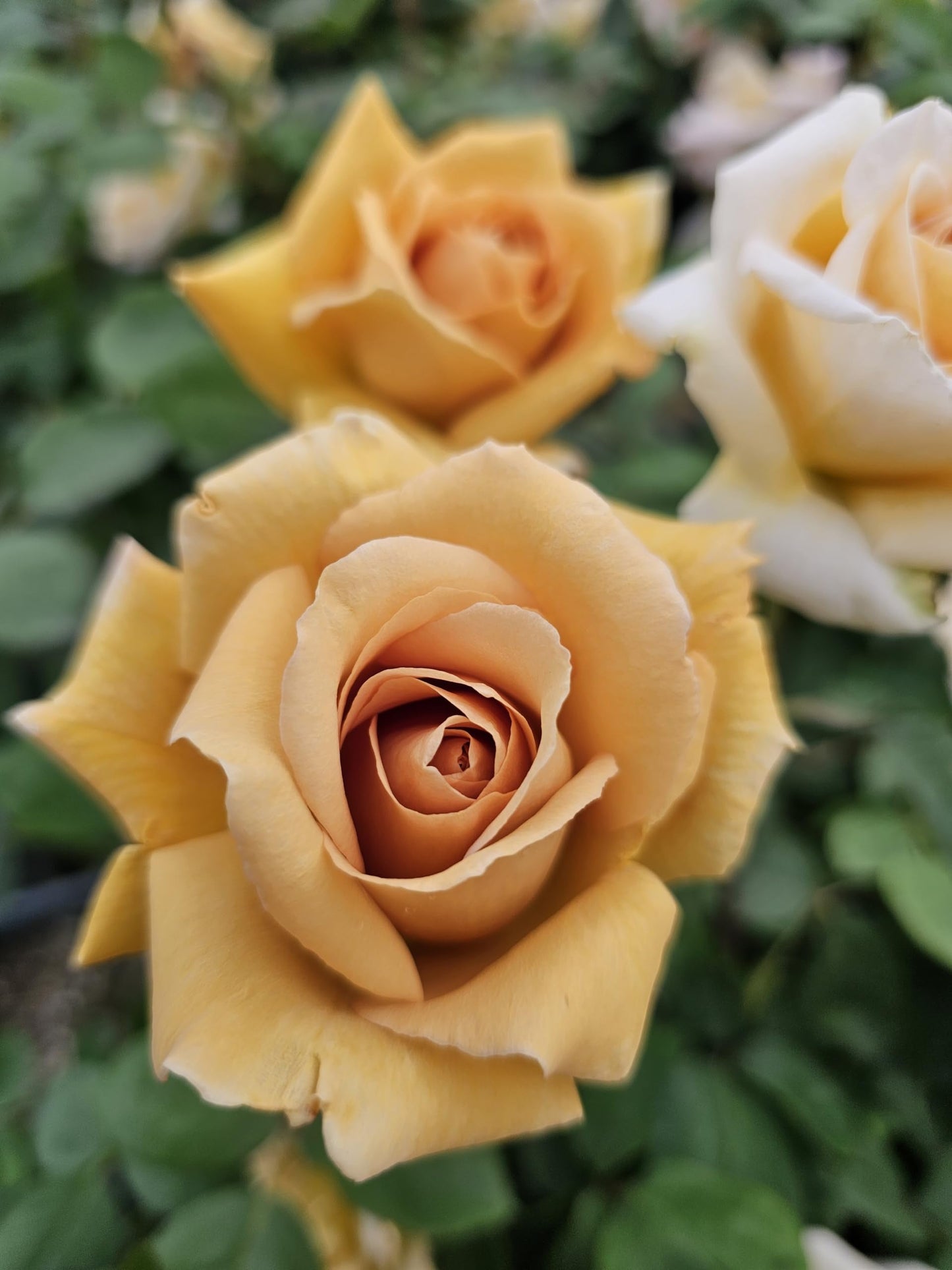 Ma Cherie Roses Butterscotch Climbing Roses Live Plants, Rose Bushes Ready to Plant, 2 Quart Pot, Live Plants Outdoor, Plant Gifts, Roses Live Plants, Outdoor Plants Live, Rose Bush, Climbing Roses
