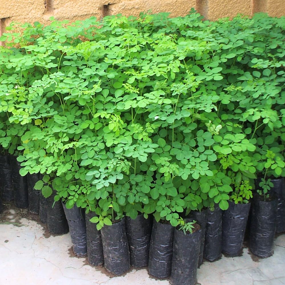 Moringa Oleifera Tree Live Plant, Malunggay Plant Live, 1 Year Old, Moringa Tree Plant Live, Drumstick Malunggay 4 Inc Pot Well-Rooted