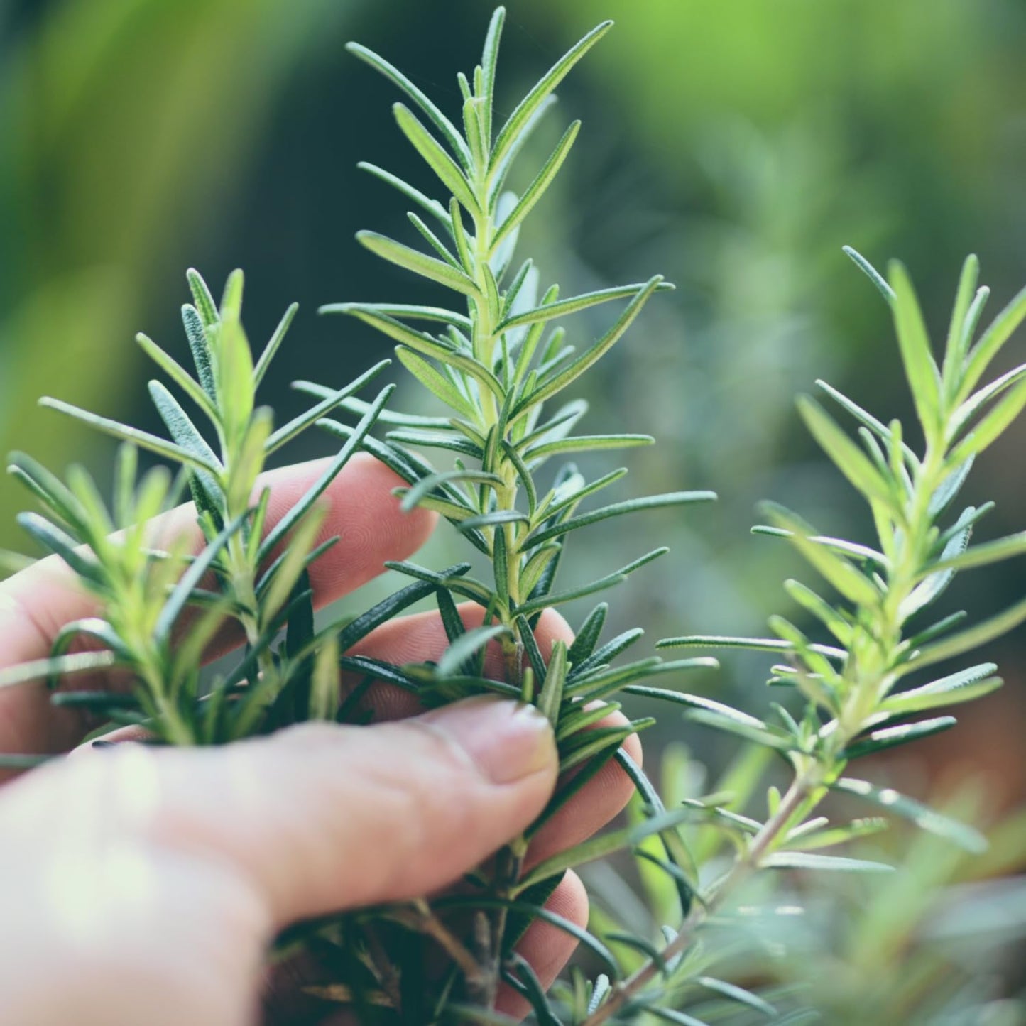 Live Rosemary Plants in 4'' Pot, Fragrant Upright Rosemary Starter 4-8 Inches, Hardy Outdoor Plant for Garden, Patio and Containers