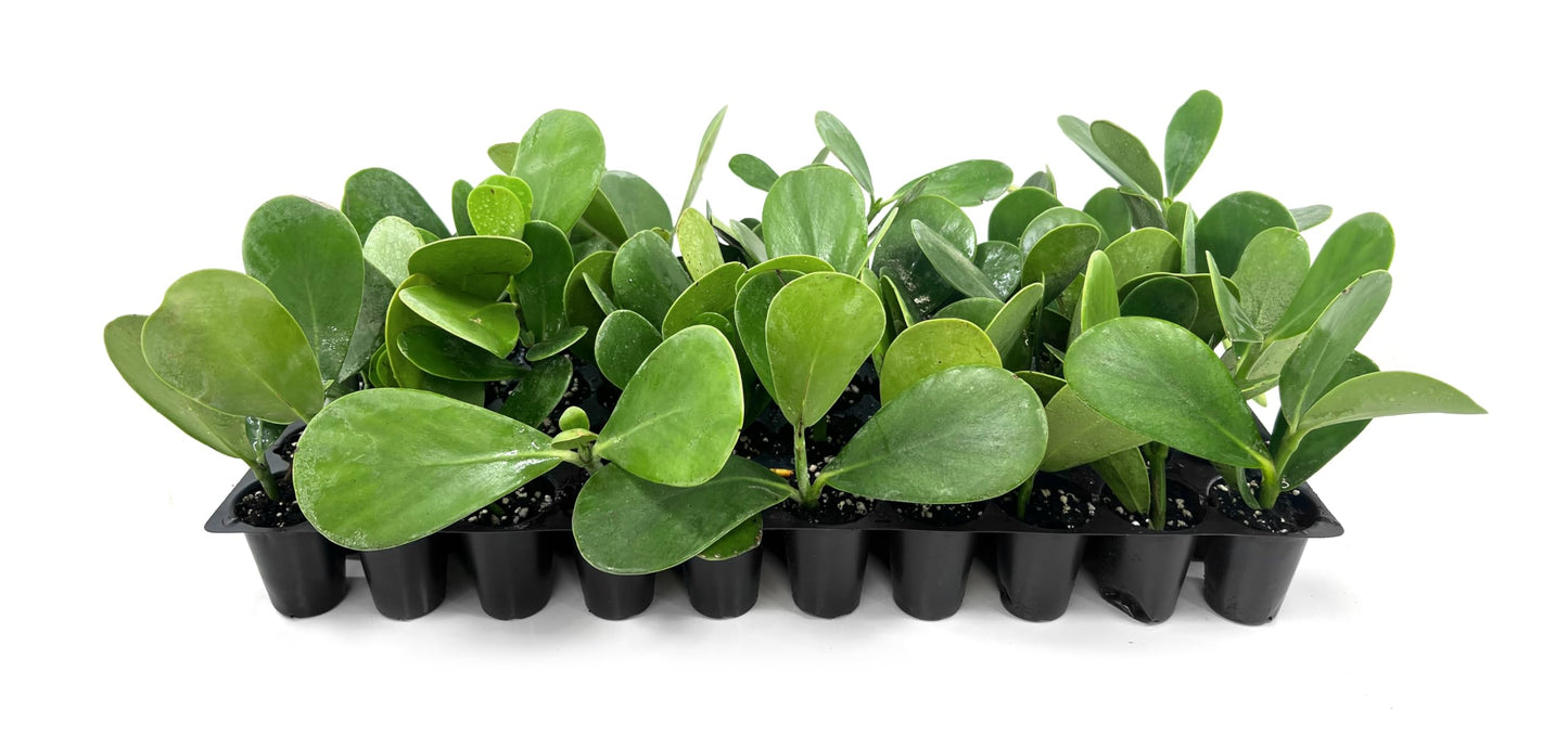 Clusia Guttifera Small Leaf | 10 Live Plants | Clusia guttifera | Privacy Hedge Plants | Evergreen Shrub for Tropical Landscaping