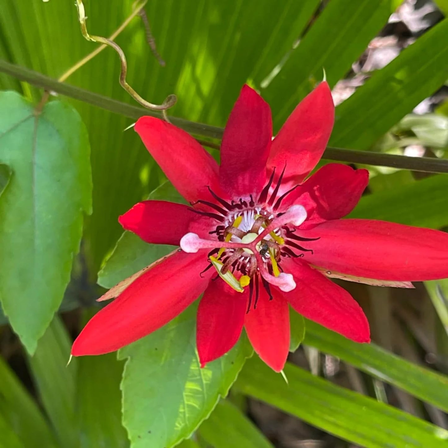 3 Live Red Passion Flowers Plants, 4 to 8 Inch Fragrant Passion Flowers Vine - Perennial Passiflora Passion Flowers Live Plants Outdoor Garden, Passion Flowers Vine