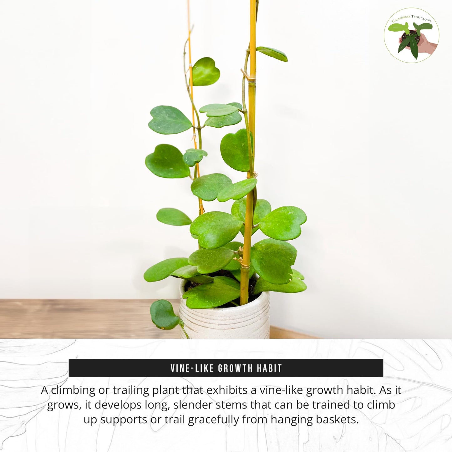 California Tropicals Hoya Kerrii Tall Heart-Shaped Live Houseplant- Unique Indoor House Plant, Perfect for Home Decor, Gifts, Garden, Gardening, Small Pot - Real Pants for Office