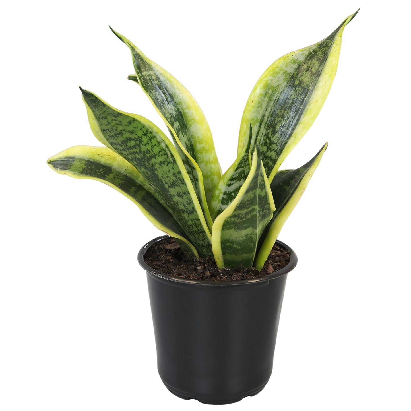Altman Plants Live Snake Plant (Superba), Approx. 13" Tall, Virtually Indestructible, Easy Succulent Houseplant, 4 in Pot