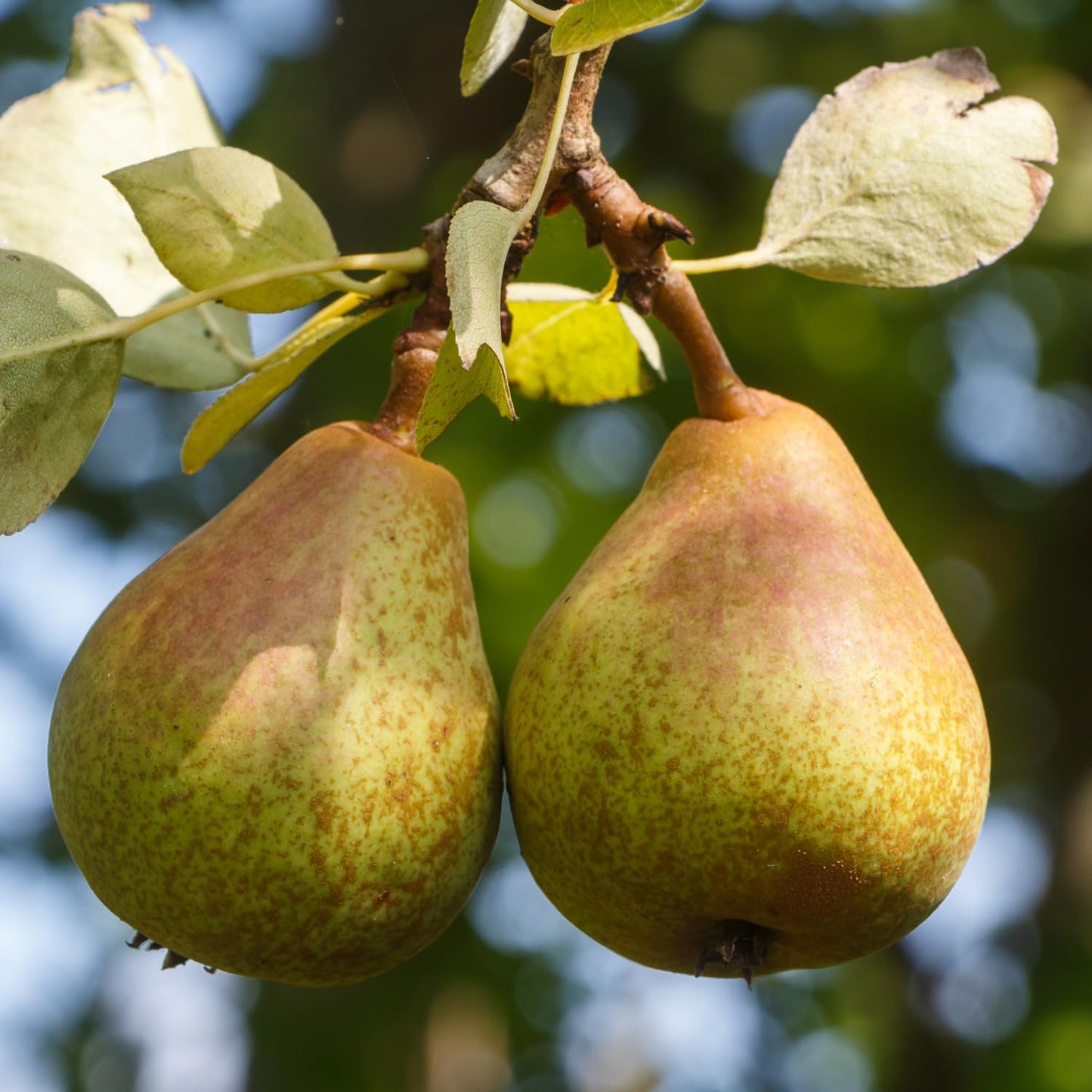 9 Months Old Pear Tree Live Plant for Spring Planting, Sugar Sweet Pears 8-10 Inches in Tall, No Pot, Dormant in Winter, No Leaf, Cold Hardy Pear Home Orchard Yard