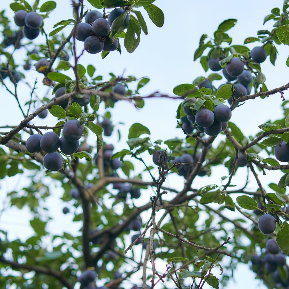 Methley Plum Trees Live Plants, Live Plum Tree in 3 Gal Pot, Large Plant from 3 Feet Tall, Sweet and Juice Fruit for Outdoor Gardening, No Ship to CA