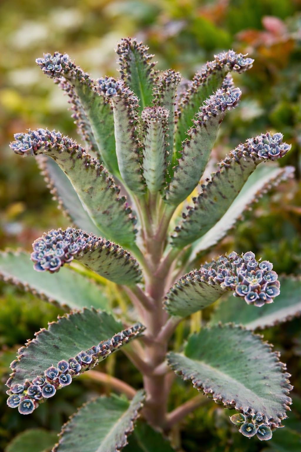 2 Mother of Millions Starter Plants – Live Succulent Plants in 2 Inch Starter Pots – Rare Colorful Kalanchoe, Easy-Care Houseplant (2 Plants)