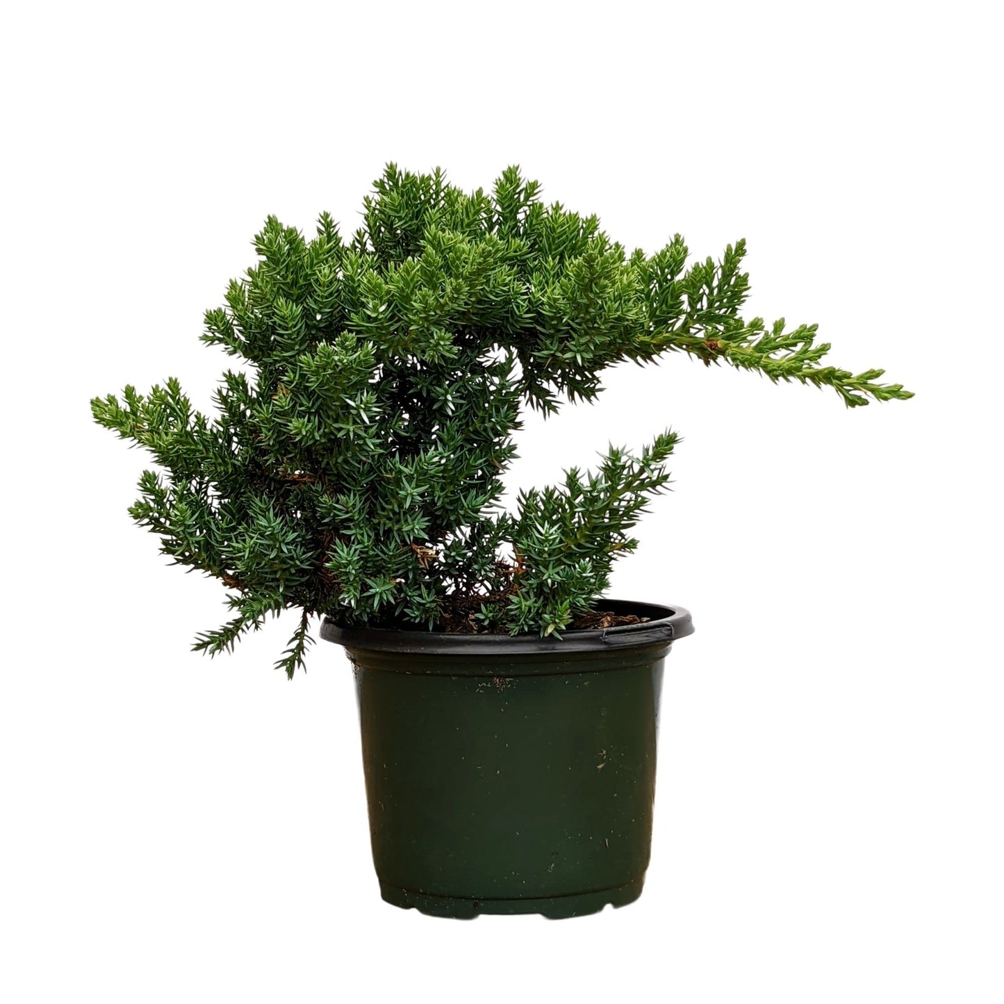 Healthy Juniper Outdoor Bonsai Tree - Easy to Care for, Responds Well to Wiring and Reshaping, Strictly an Outdoor Tree (Not Sold in California)