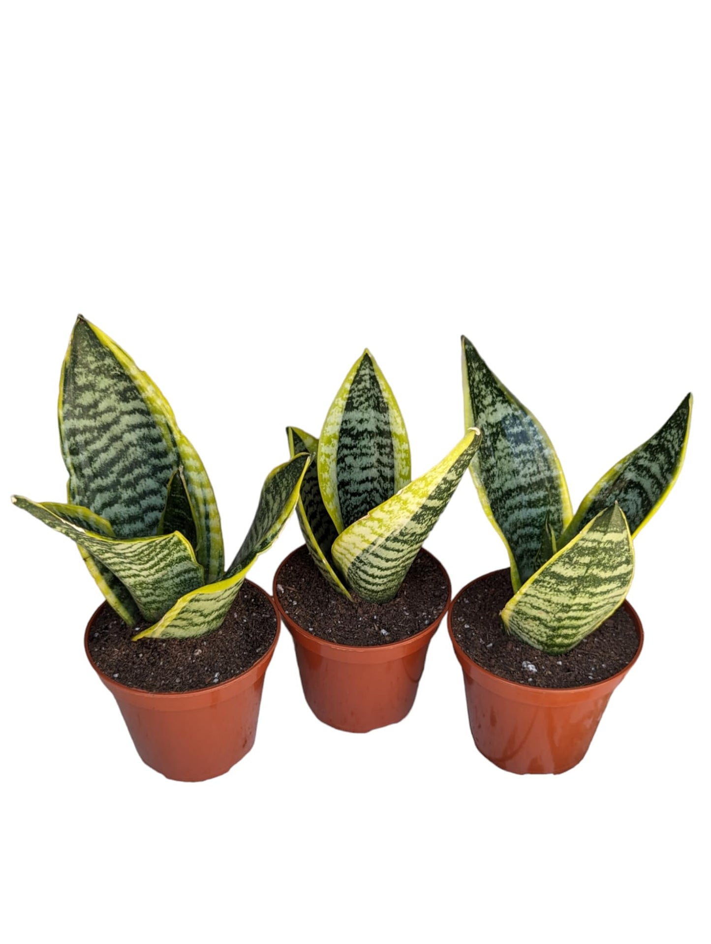 Generic Superba Snake Plants - Sanseveria, 3 Pack, Impossible to Kill, 4 Inch Pots, Indoor/Outdoor, Green/yellow
