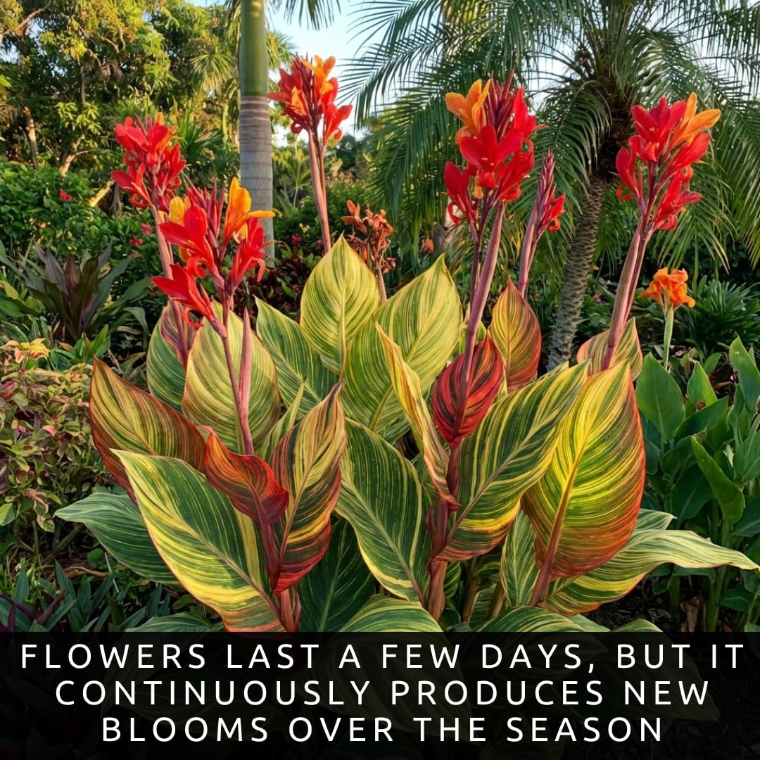 Variegated Giant Canna Lily Bulb for Planting – 1 Rhizome, Tropical Tall Flower Plant, Striped Leaves, Outdoor Garden or Container Plant, Summer Blooming Ornamental Easy to Grow (1 Bulb)
