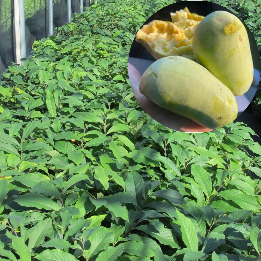 Pack 2 Paw Paw Trees Live Plants, Potted Pawpaw Seedling Plants, 1 Year Old Well Rooted, Common Pawpaw Asimina Triloba, No Leaf in Winter