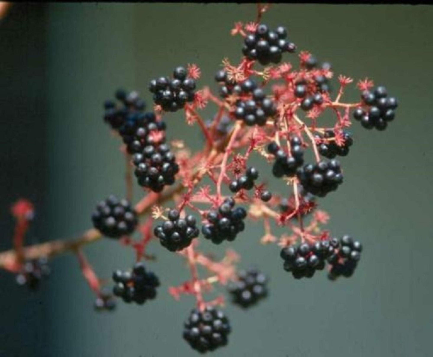 4-6" Tall Aralia spinosa Rare Exotic Hardy Small Starter Tree - 1 Plant Devil's WALKINGSTICK