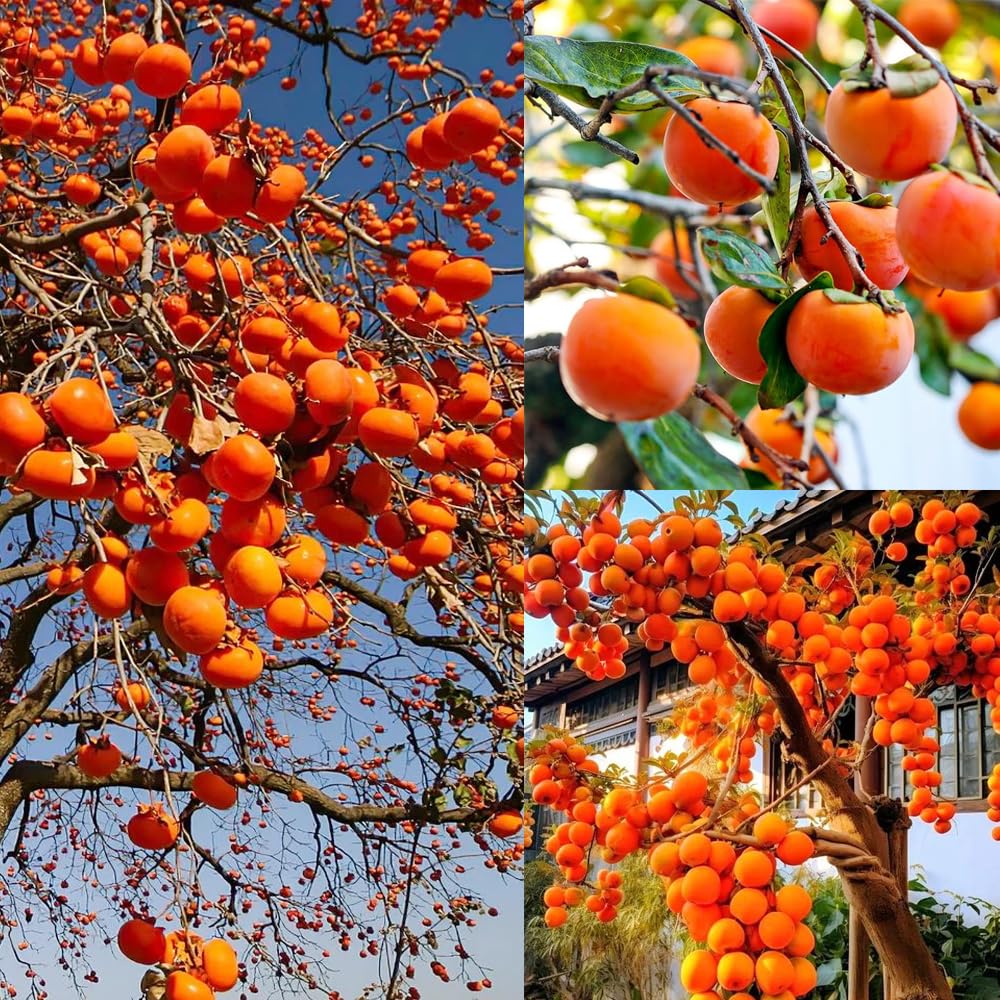 30+ Seed Date Plum Persimmon Fruit Tree Seeds for Planting Outdoor-Non-GMO Heirloom Sweet Fruit Plant in Your Home Garden