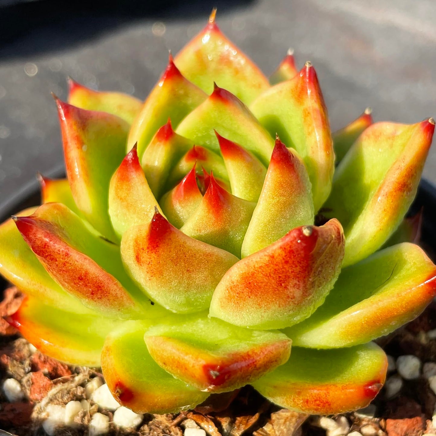 Echeveria Agavoides Blue Dragon Rare Live Succulent Plants, 1 Head Pot Size 2.5" Orange Live Plant, Excludes Pot & Soil, Garden Indoor Office Desk, Party Baby Shower Decor, Gift for Plant Enthusiasts