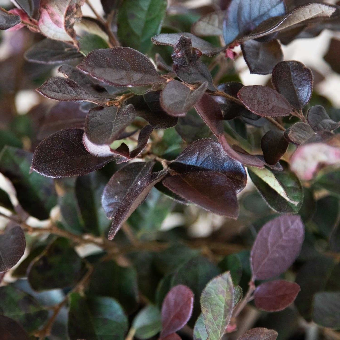 Ruby Loropetalum 'Chinese Fringe Flower' 2.5 Quart - Live Outdoor Evergreen Shrub - Pink Flowering Hedge