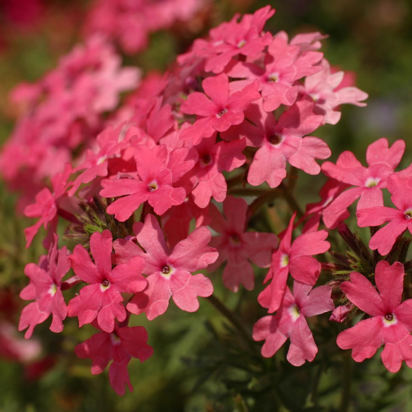 Set 2 Verbena Live Plants, Perennial Verbena Flowers, Long-Lasting, Hardy Flowering Plant for Planting (Pink)