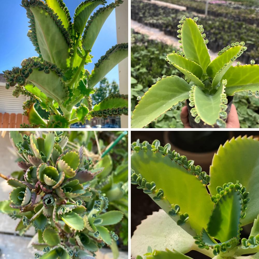 Kalanchoe Live Plant, Kalanchoe Mother of Thousands, Variegated Succulent Houseplant Indoor, 2 Inch Pot (Green)