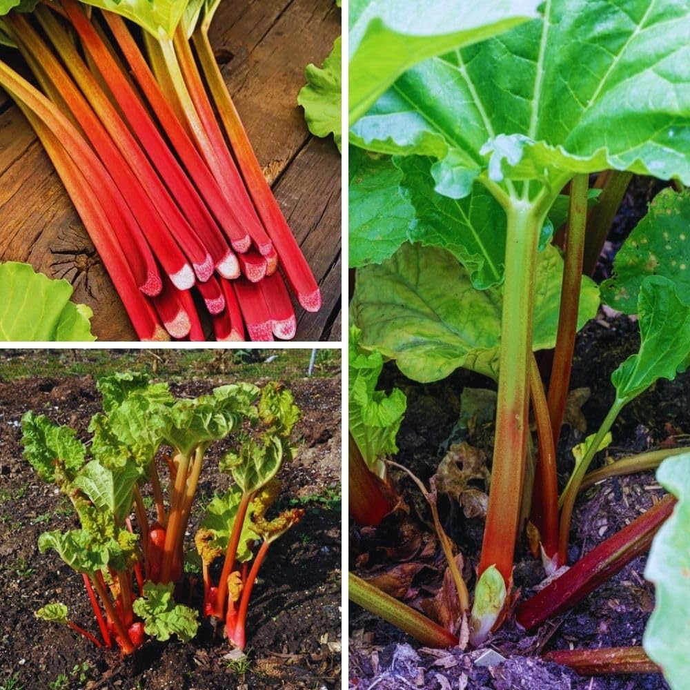 5 Large Rhubarb Plants Roots for Planting, Rhubarb Plants Live Roots for Planting, 3 to 5 Inc Tall, Backyard Gardens