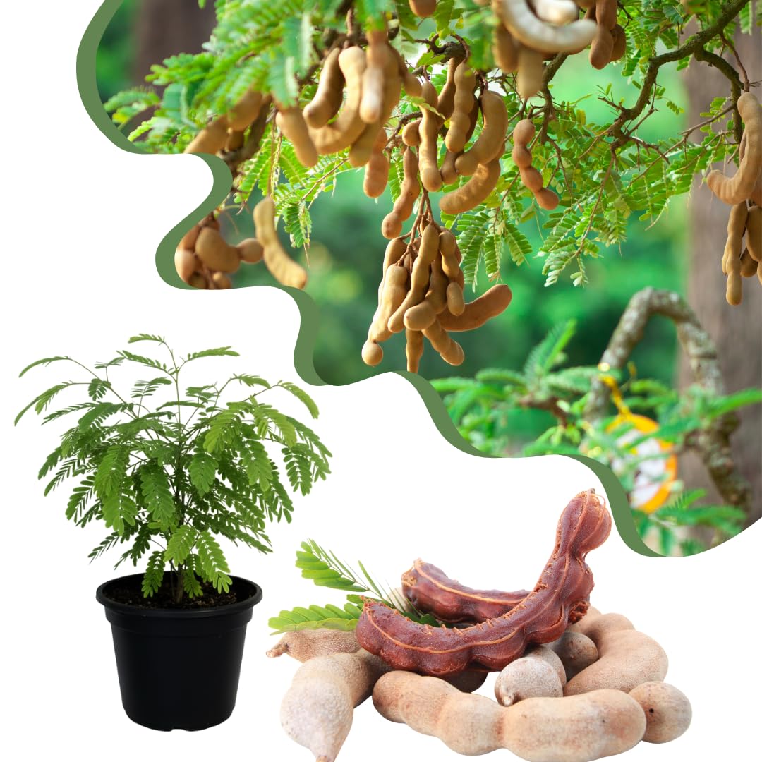 Live Tamarind Tree Plant, Edible Tropical Fruit Tree, Tamarind Fruit Plant, 7-12 Inches Tall for Outdoor Planting