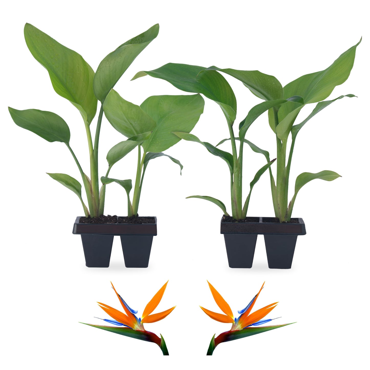Bird of Paradise Plants Live (4-Pack), Strelitzia Plants with Perennial Orange Flowers, Indoor/Outdoor Plants, Exotic Tropical Decor, Not Artificial, 6-10" Height. 2" Pot