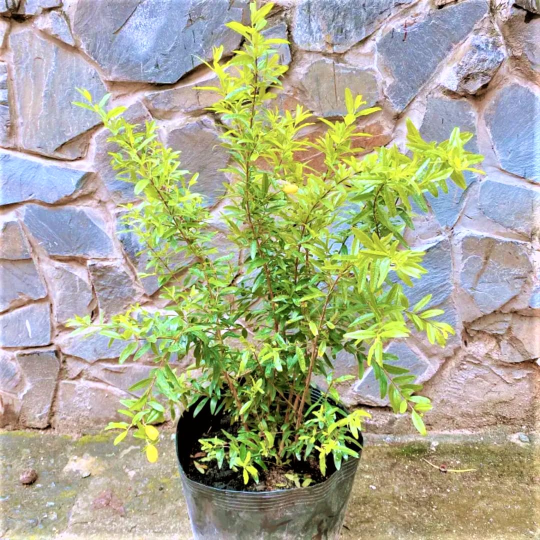 Live Pomegranate Tree, Red Pomegranate Fruit Tree, Potted - Wonderful Pomegranate Bush - Suitable for Garden Planting, Size 10 to 15 Inch Tall