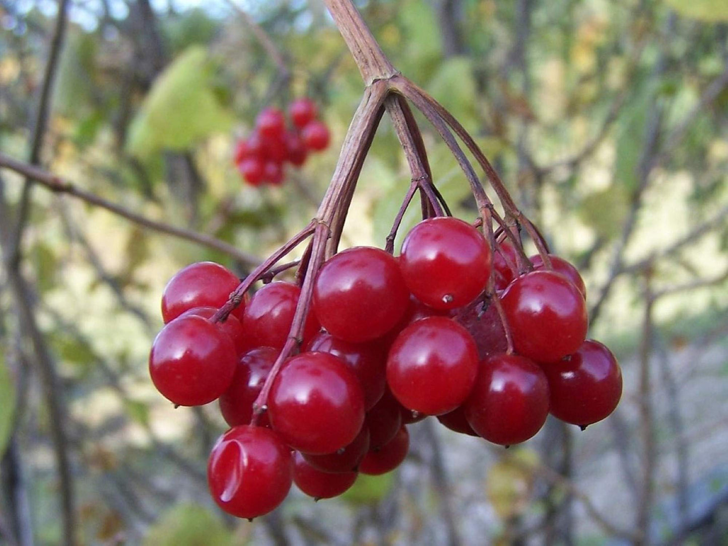 4-8" Tall Highbush Cranberry Plant, Viburnum opulus, Kalina, 1 Year Old