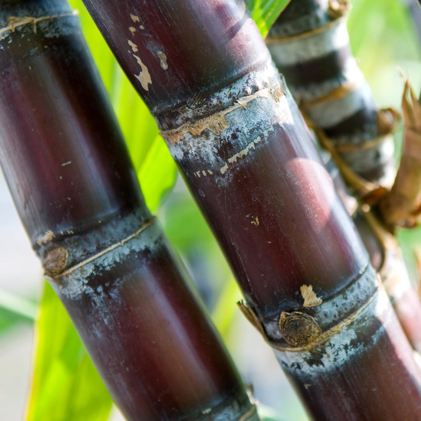 30 Purple Sugarcane Cuttings, Fresh Sugar Cane Stalk Cuttings with 2-3 Nodes for Planting, Fast Growing Tropical Garden Plant, No Ship to CA