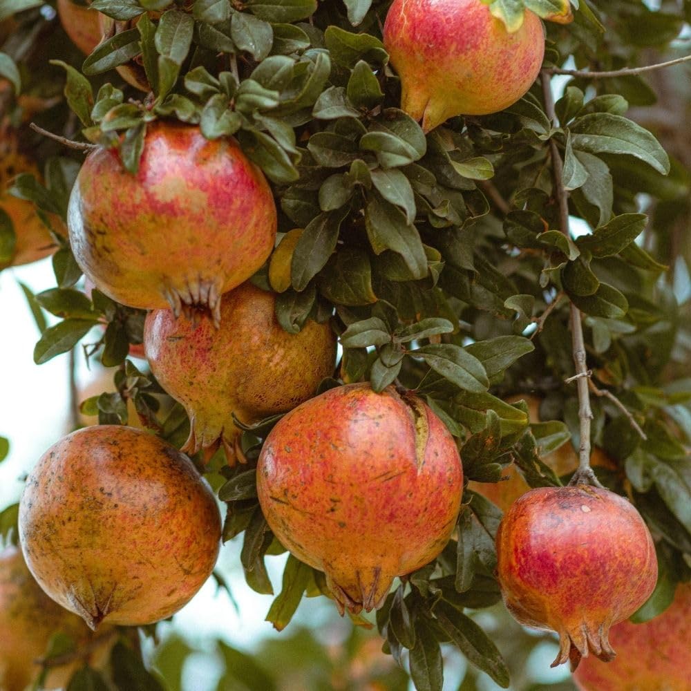Wonderful Pomegranate Live Plant 4" Pot, Sweet Edible Pomegranate Fruit Plant for Indoor Outdoor Garden