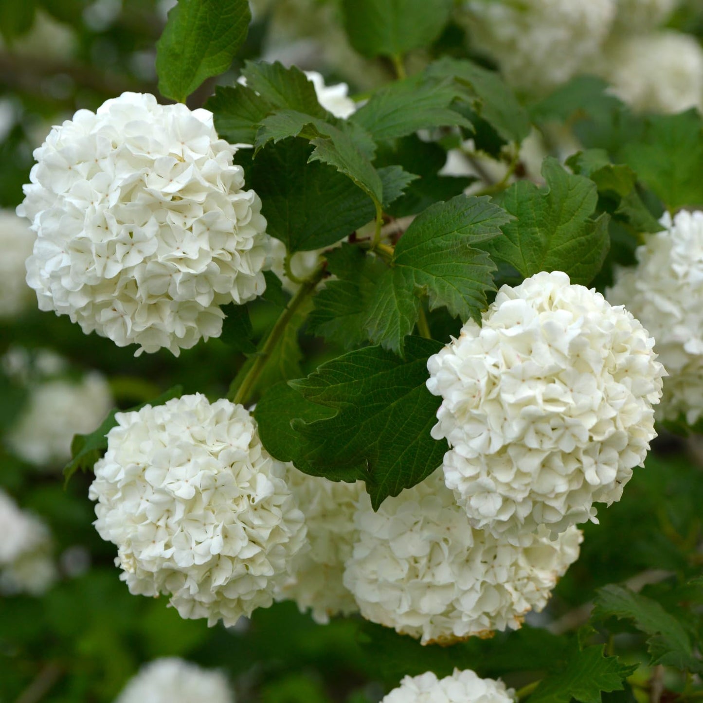 Old Fashion Snowball Viburnum Live Plant, 4 Inch Pot Viburnum Highbush Cranberry, 6 to 10 Inch Tall White Viburnum Plant