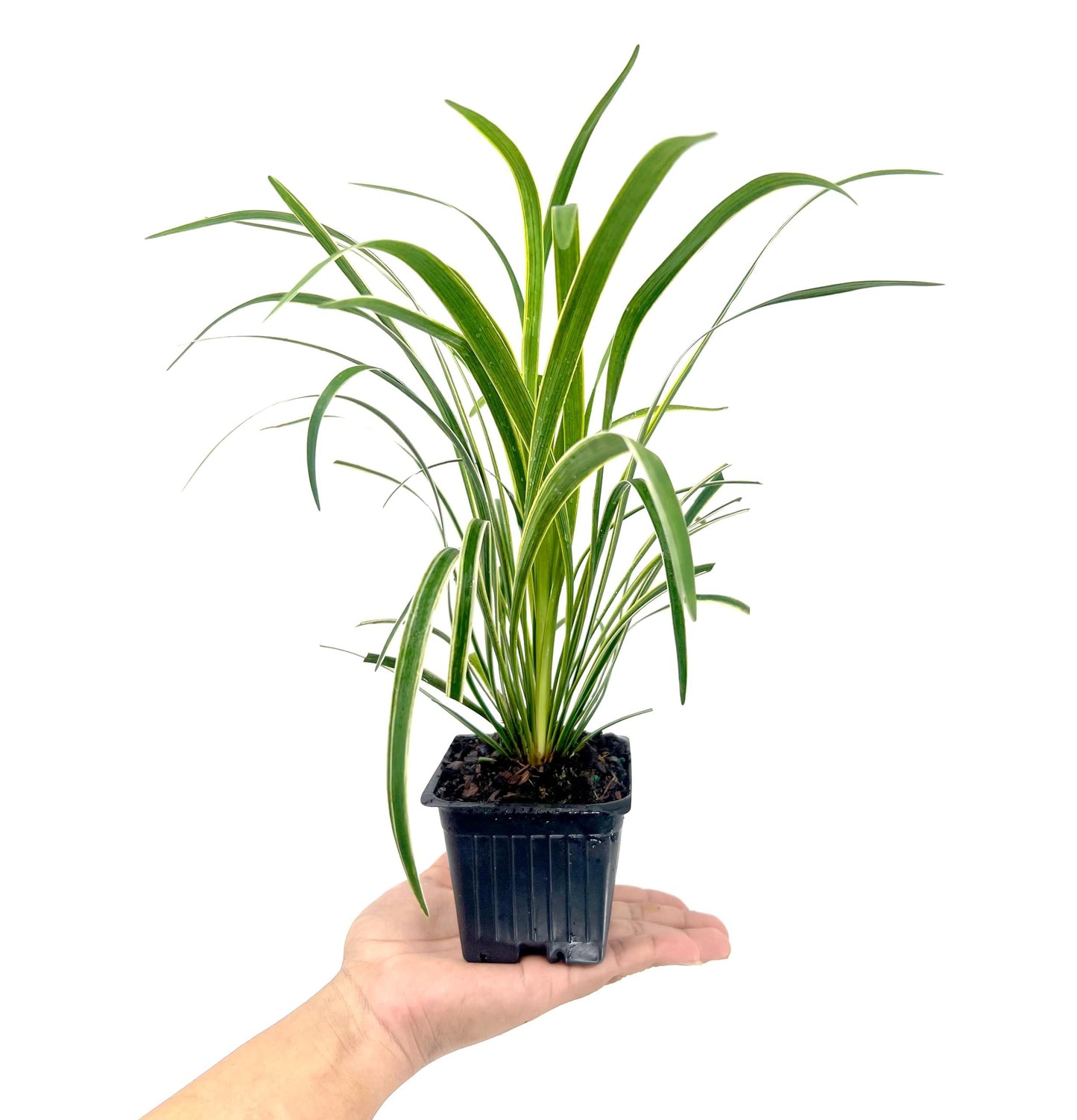 Variegated Liriope | 9 Live 4 Inch Pots | Liriope Muscari Variegata | Ornamental Ground Cover Plants | Evergreen Foliage