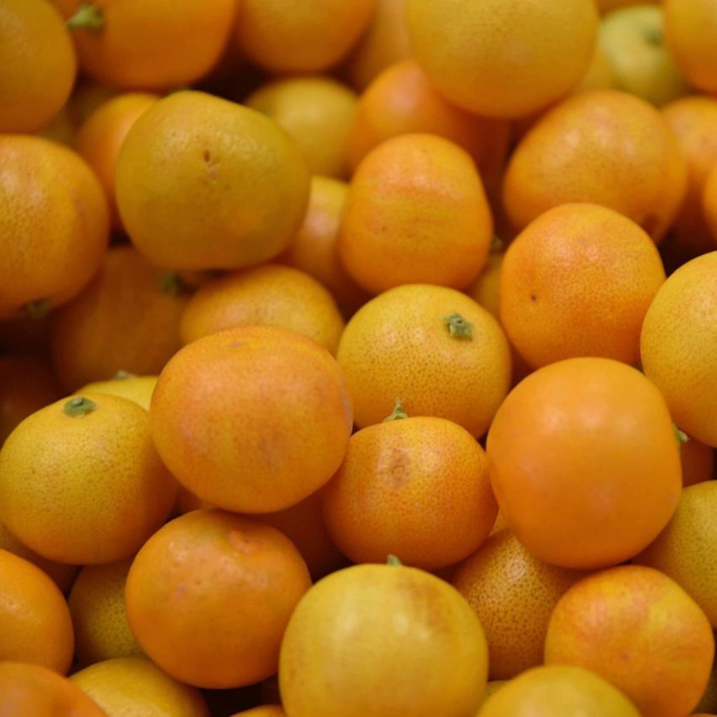 California only! Variegated Calamondin Calamansi Semi-Dwarf Tree, 24-36" Tall, grafted