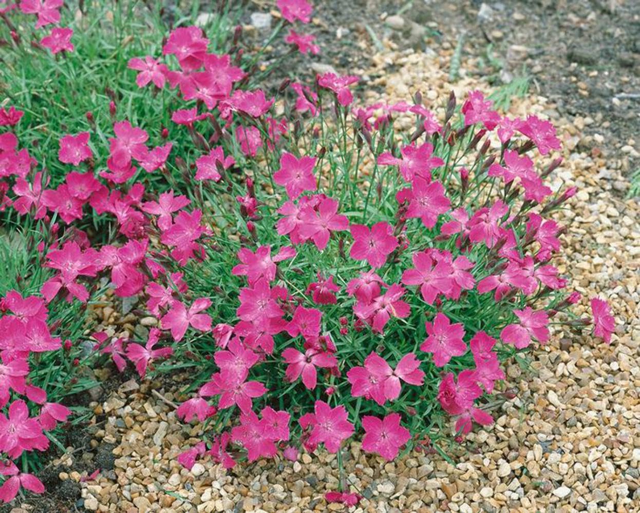 Perennial Farm Marketplace Dianthus x Kahori (Garden Pinks) Perennial Size-#1 Container, Dark Fuschia Flowers