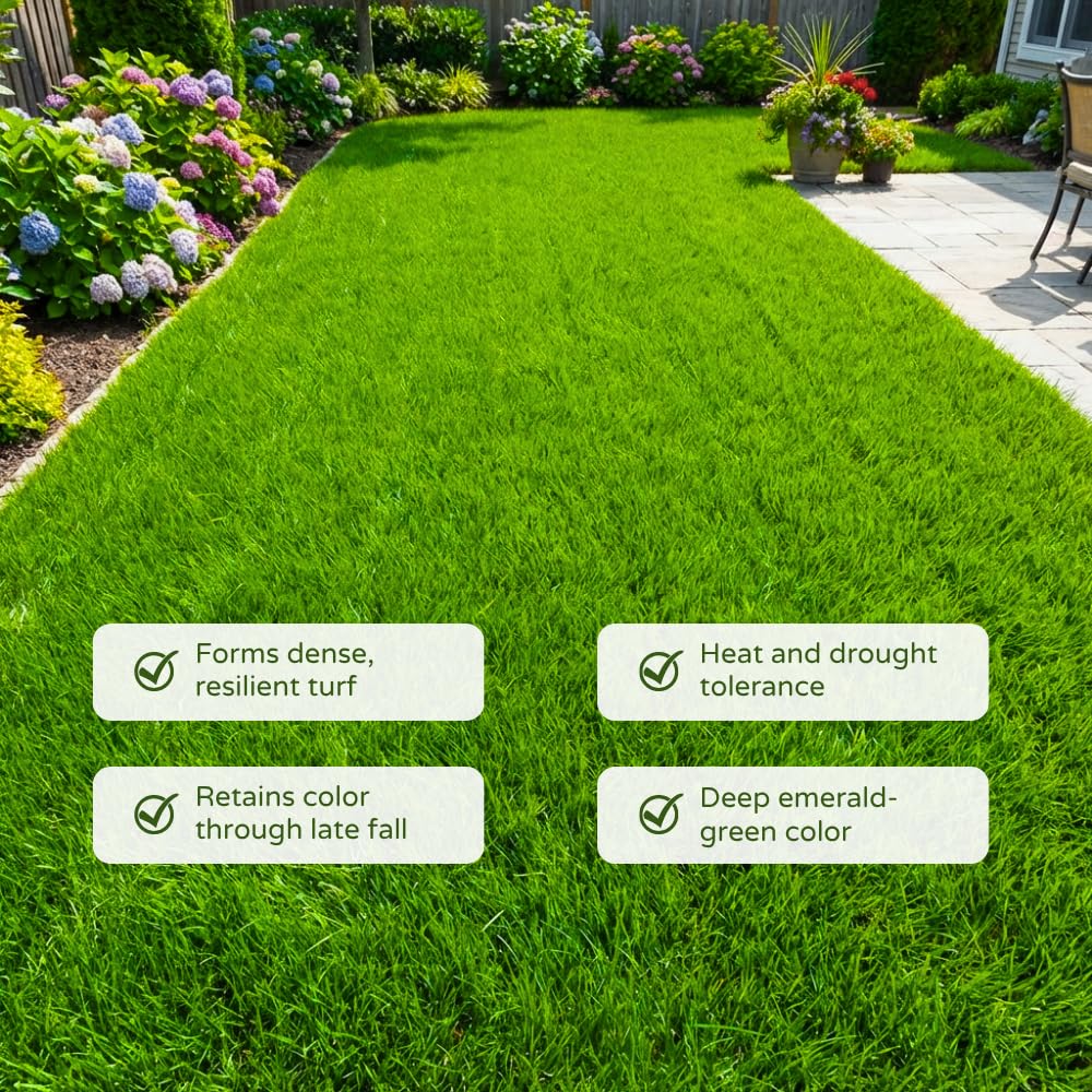Set 20000 Zoysia Grass Seeds, Zoysia Grass Seed for Lawn, Soft Fine Ground Cover for Landscape, Yard and Walkway