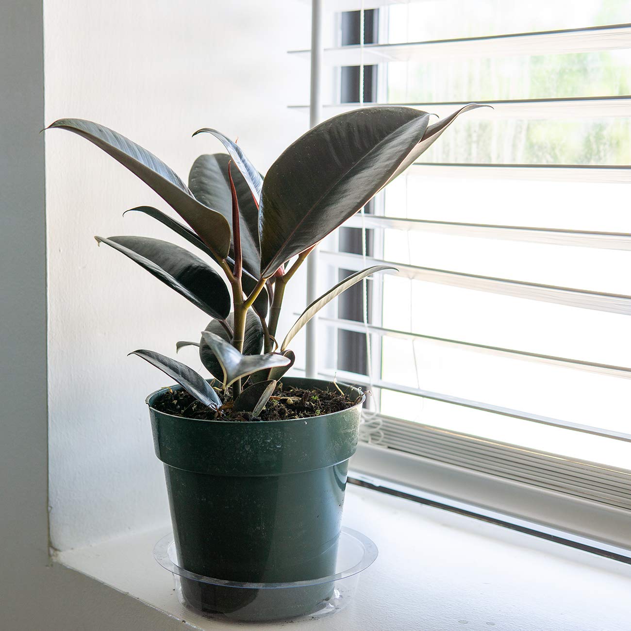 Perfect Plants Rubber Plant Ficus Elastica 'Burgundy' in 6in. Grower's Pot, Live Indoor Houseplant Unique Home Décor