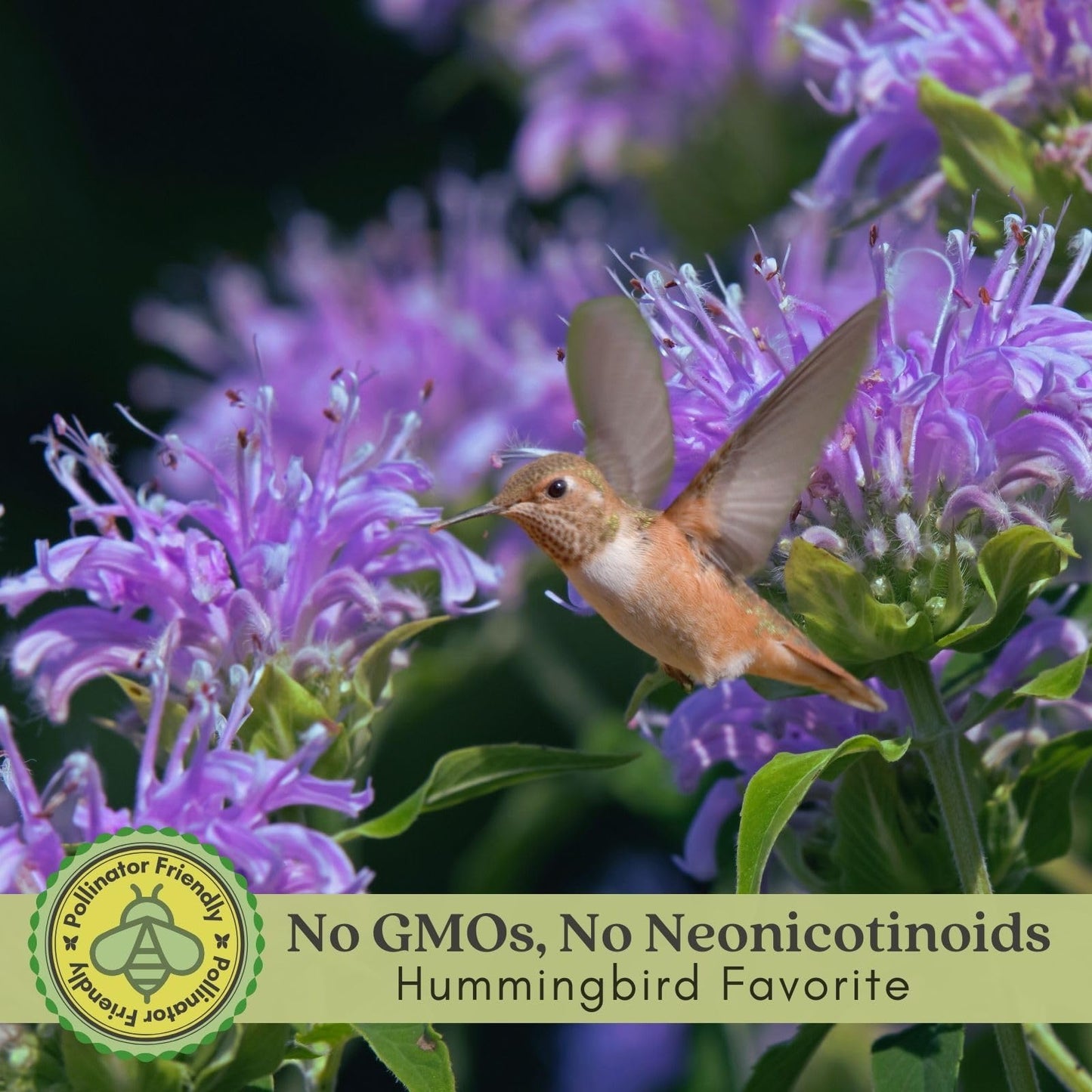Clovers Garden Bee Balm Balmy Purple (Monarda) Plants – Two (2) Live Plants – Non-GMO - Not Seeds - Each 4" to 8" Tall – in 4" Inch Pots – Hardy Flowering Perennial, Pollinator Favorite
