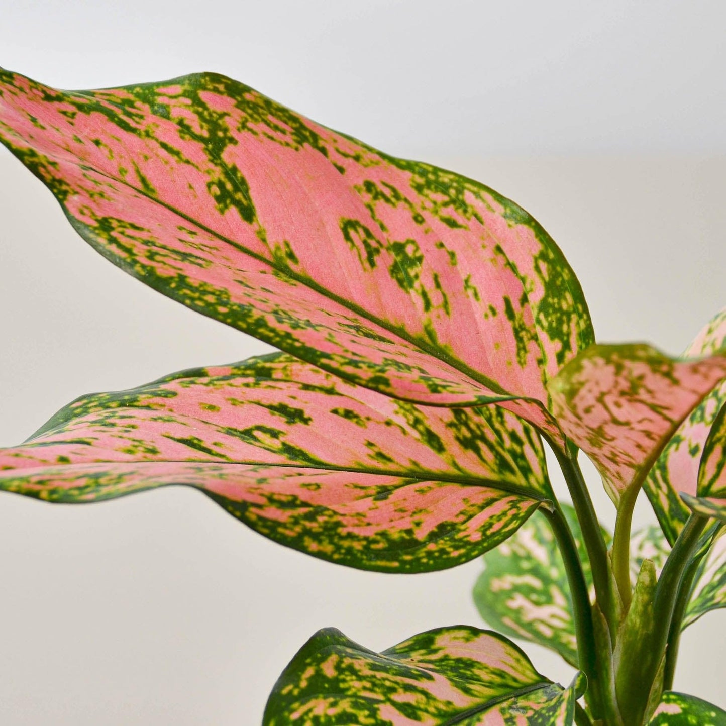 Chinese Evergreen 'Lady Valentine' | Live Plant for Indoor & Outdoor | for Living Room, Office, Bathroom | (2" Pot)