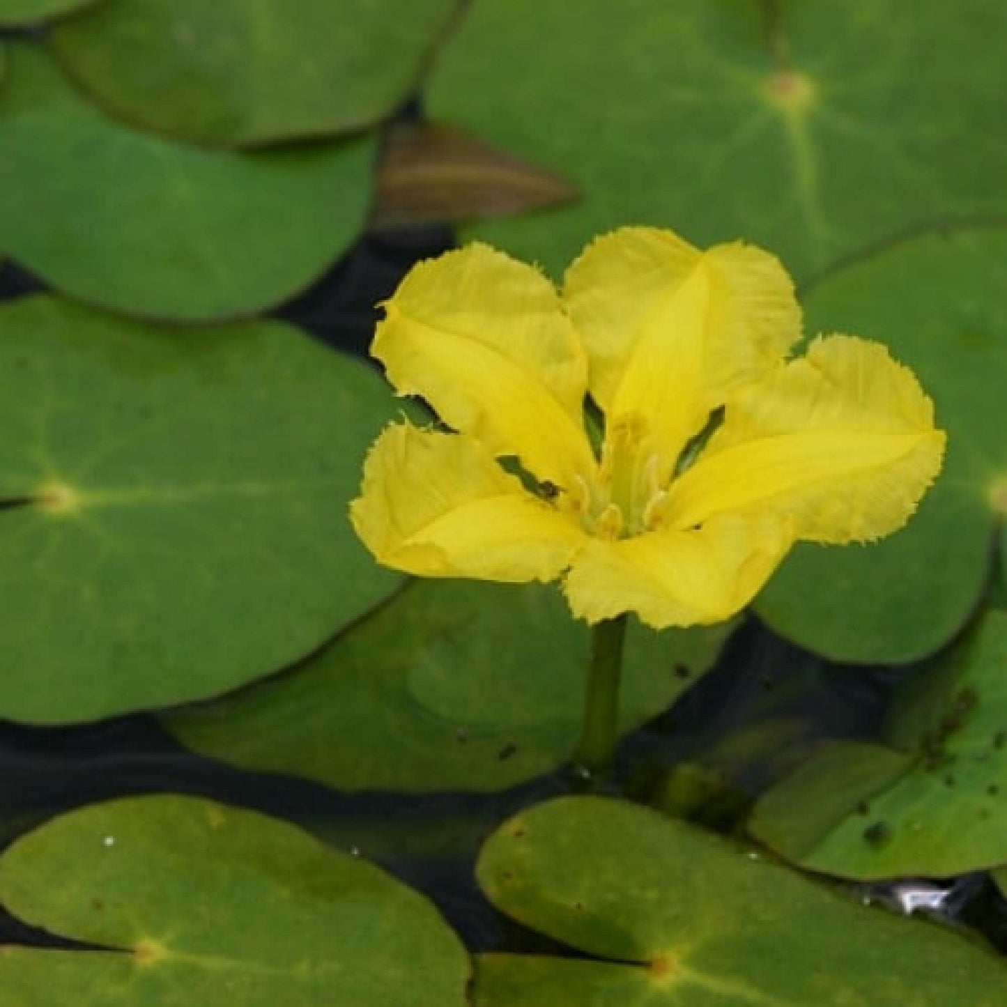 Live Aquatic Pond Plant Yellow Floating Heart: Hardy Outdoor Garden Water Pond Plants Lily Like Floating Pads Goldfish Koi Ponds Loves Shade Sun Flowers Beautiful White Vanilla Scented Lily Flower