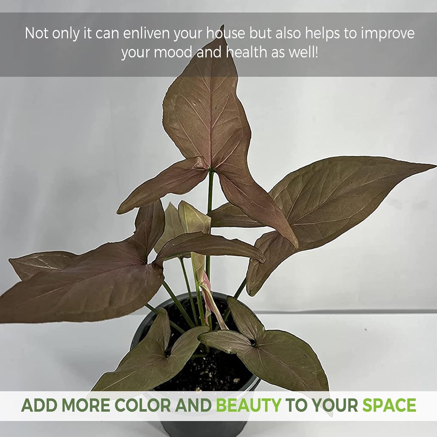 LEAL PLANTS ECUADOR Anthurium Pallidiflorum,Syngonium Pink Schott, Philodendron SP Colombia (Pack of 3) Live Plants Perfect for Indoor & Outdoor