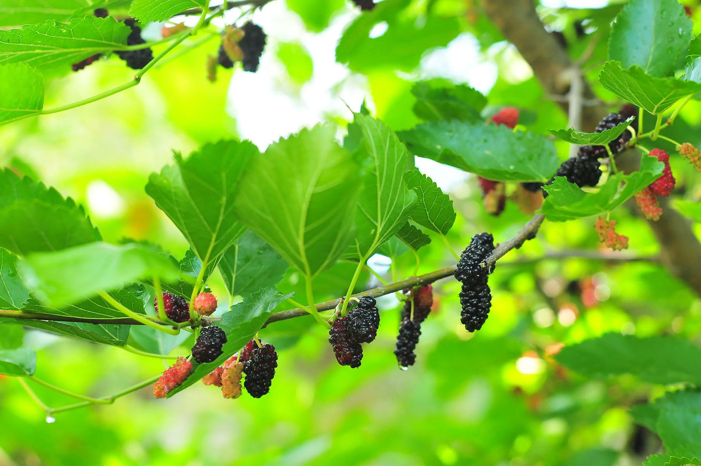 Dwarf Everbearing Mulberry Tree | Morus nigra Live Plant 6-7 inches Tall in a 2.5 inch Tall Cup