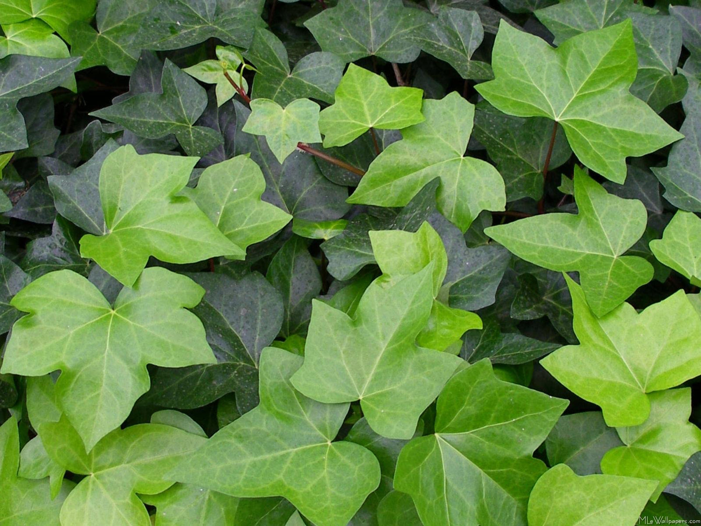 English Ivy Heart - Live Plant in a 6 Inch Pot - Hedera Helix - Florist Quality Beautiful Easy Care Indoor Air Purifying Topiary Houseplant Vine
