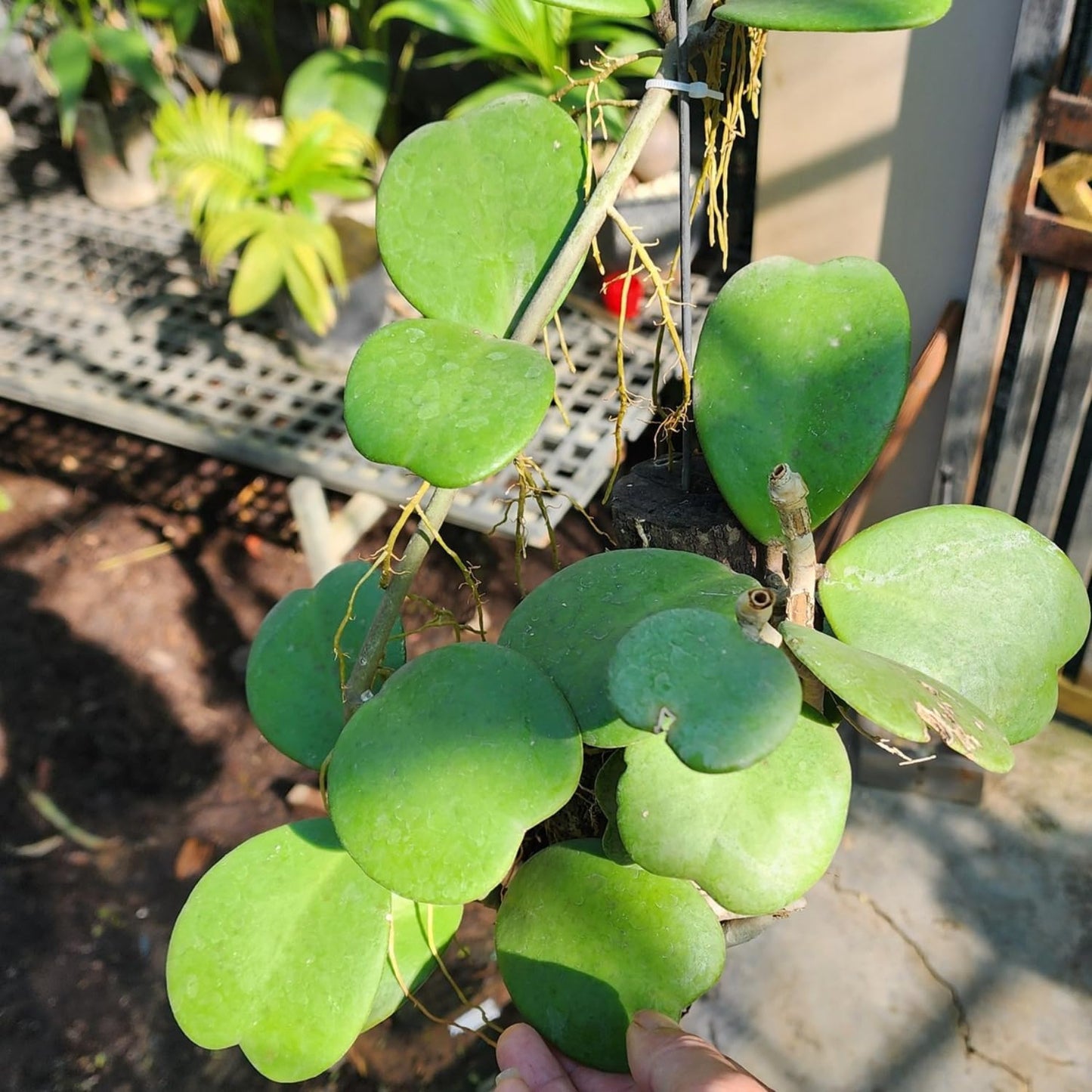 2 Hoya Kerrii, Hoya Kerrii Heart Plants Live, Hoya Plants, Hoya Kerrii Heart 4 Inches for Ornament Indoor Outdoor