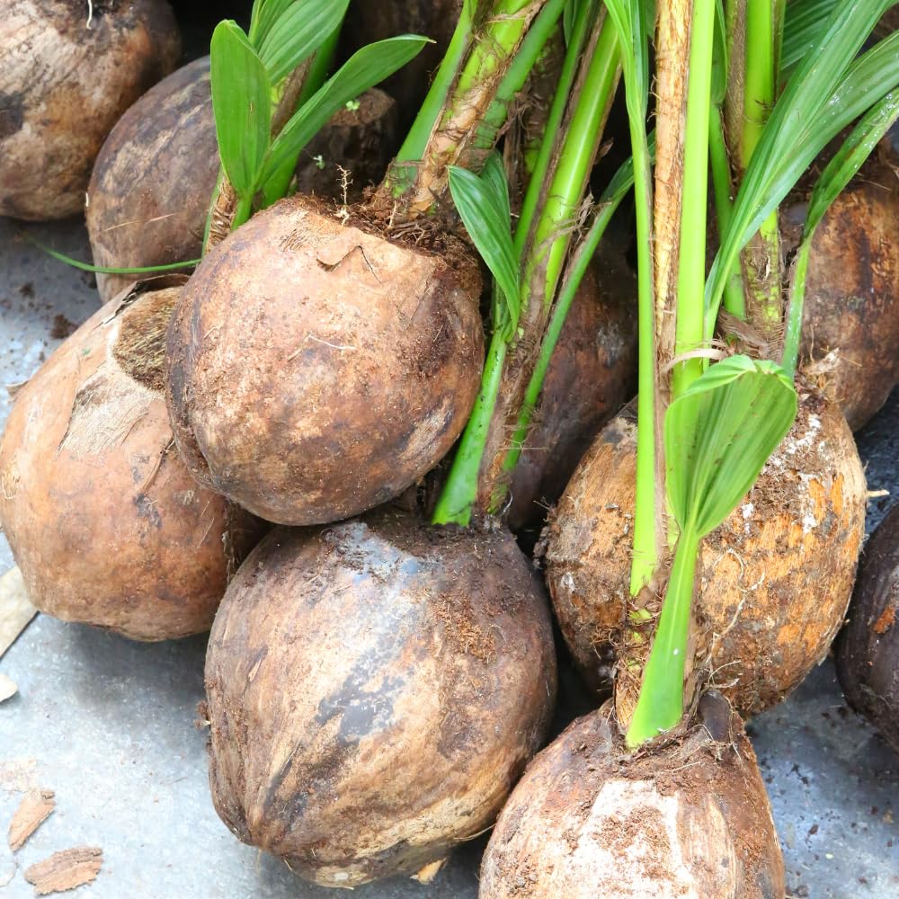 Yellow Coconut Tree Live Plants, Live Sprouted Coconut for Edible Gardening, Sweet Tropical Fruit Tree for Zones 10-11, 6-8 Inch Tall