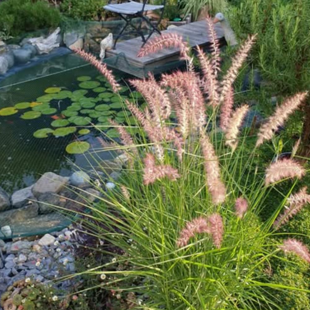 Set 3 Fountain Grass Plants Live Clumps for Planting Your Garden, 4-8 Inch Tall, Ornamental Grasses Live Plants Perennial (Rose Fountain Grass)