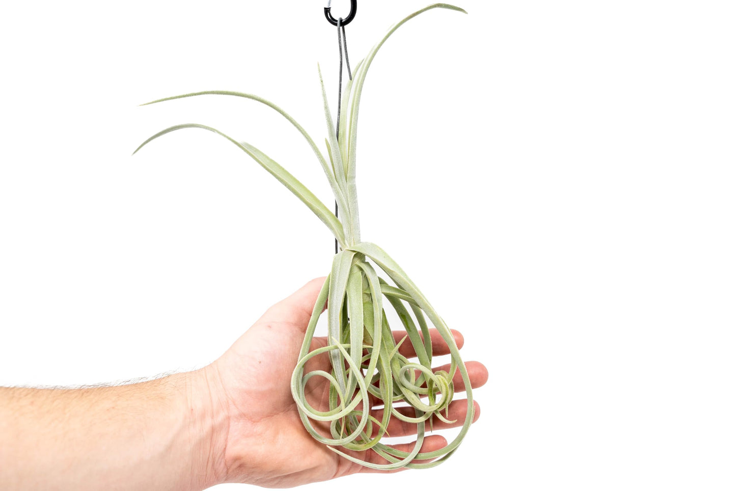 Tillandsia Duratii - Live Tillandsia Succulent House Plants - Home and Garden Decor - Easy Care Indoor/Outdoor Plants (Pack of 3)
