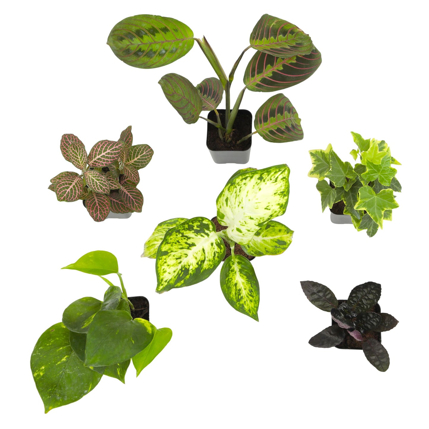 Easy to Grow Houseplants (Pack of 6), Live House Plants in Containers, Growers Choice Plant Set in Planters with Potting Soil Mix, Home Décor Planting Kit or Outdoor Garden Gifts by Plants for Pets